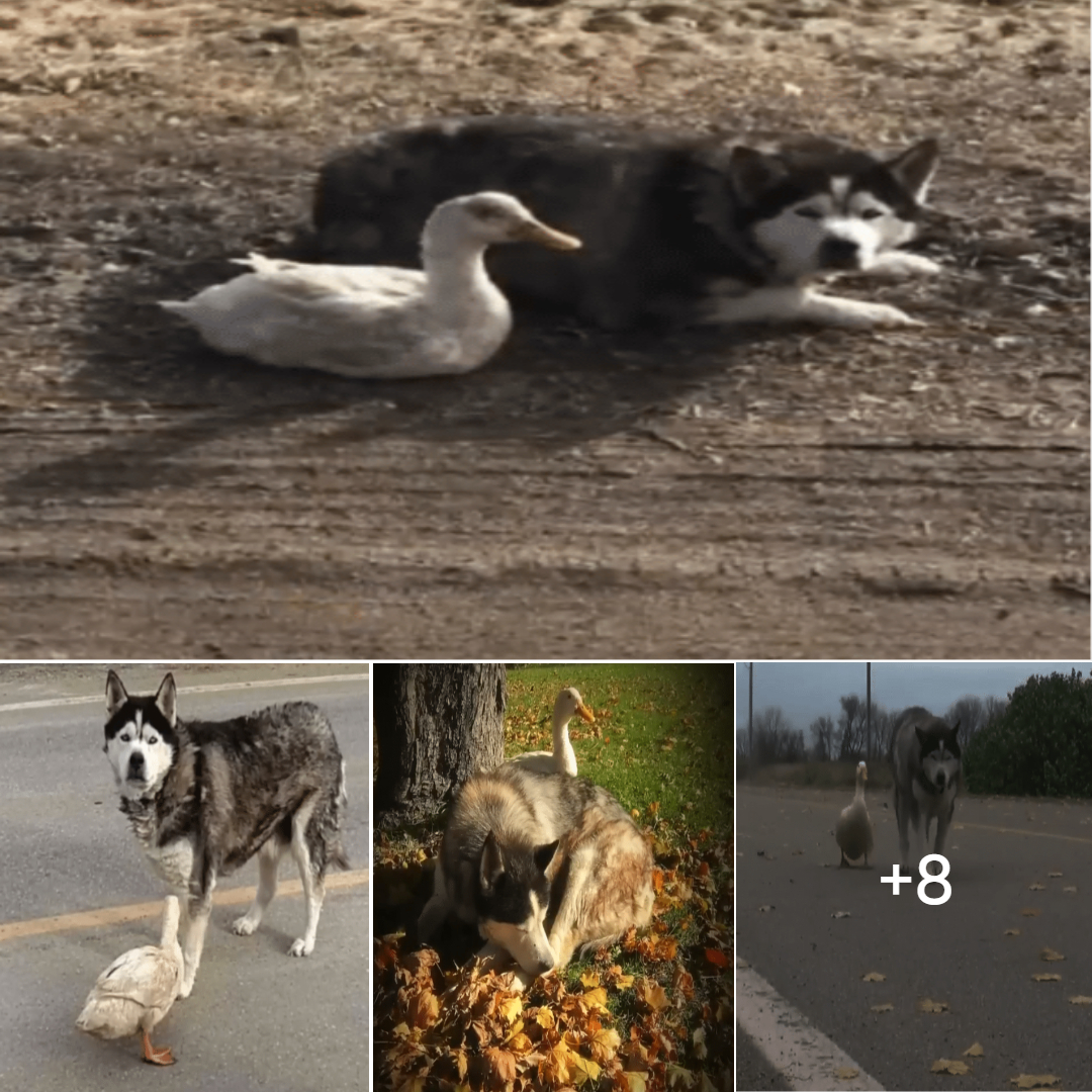 An Unbreakable Bond: The Rescue Dog and His Feathered Best Friend