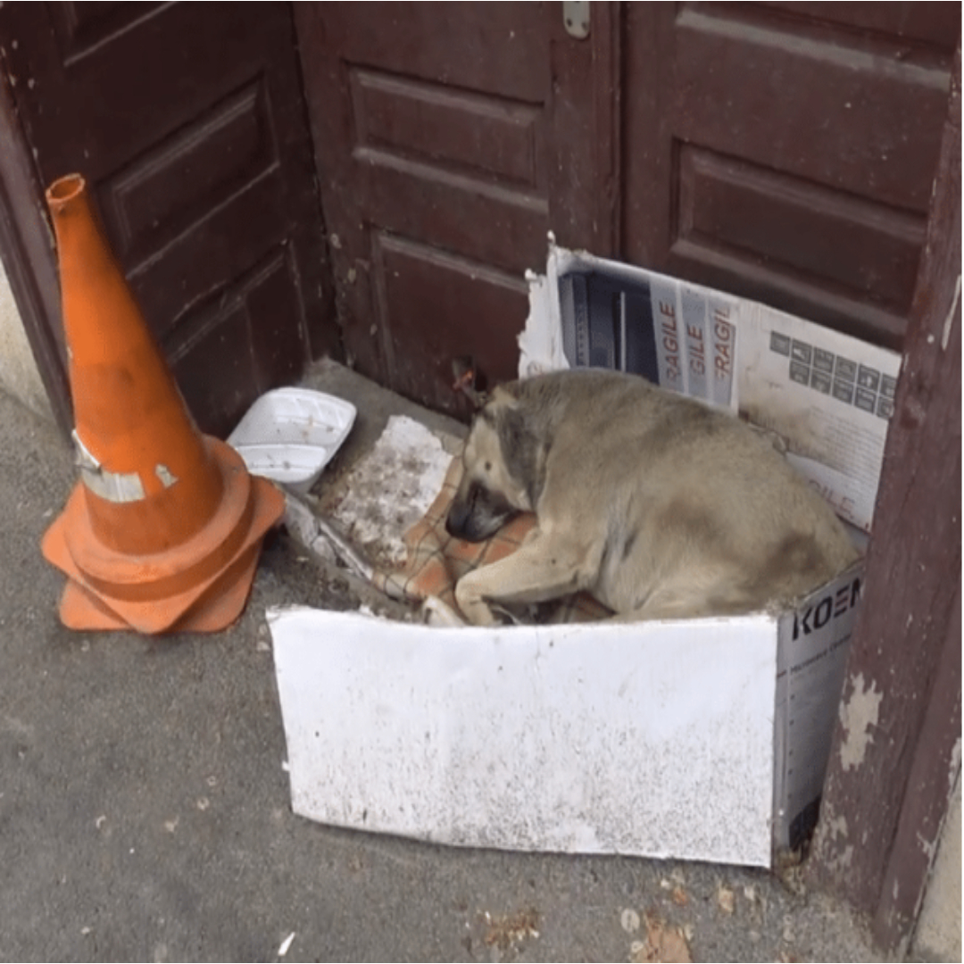 After Years on the Streets, One Dog Finally Found Hope in a Tourist’s Eyes